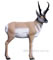 Delta McKenzie Pro 3D Pronghorn Antelope - click for more information